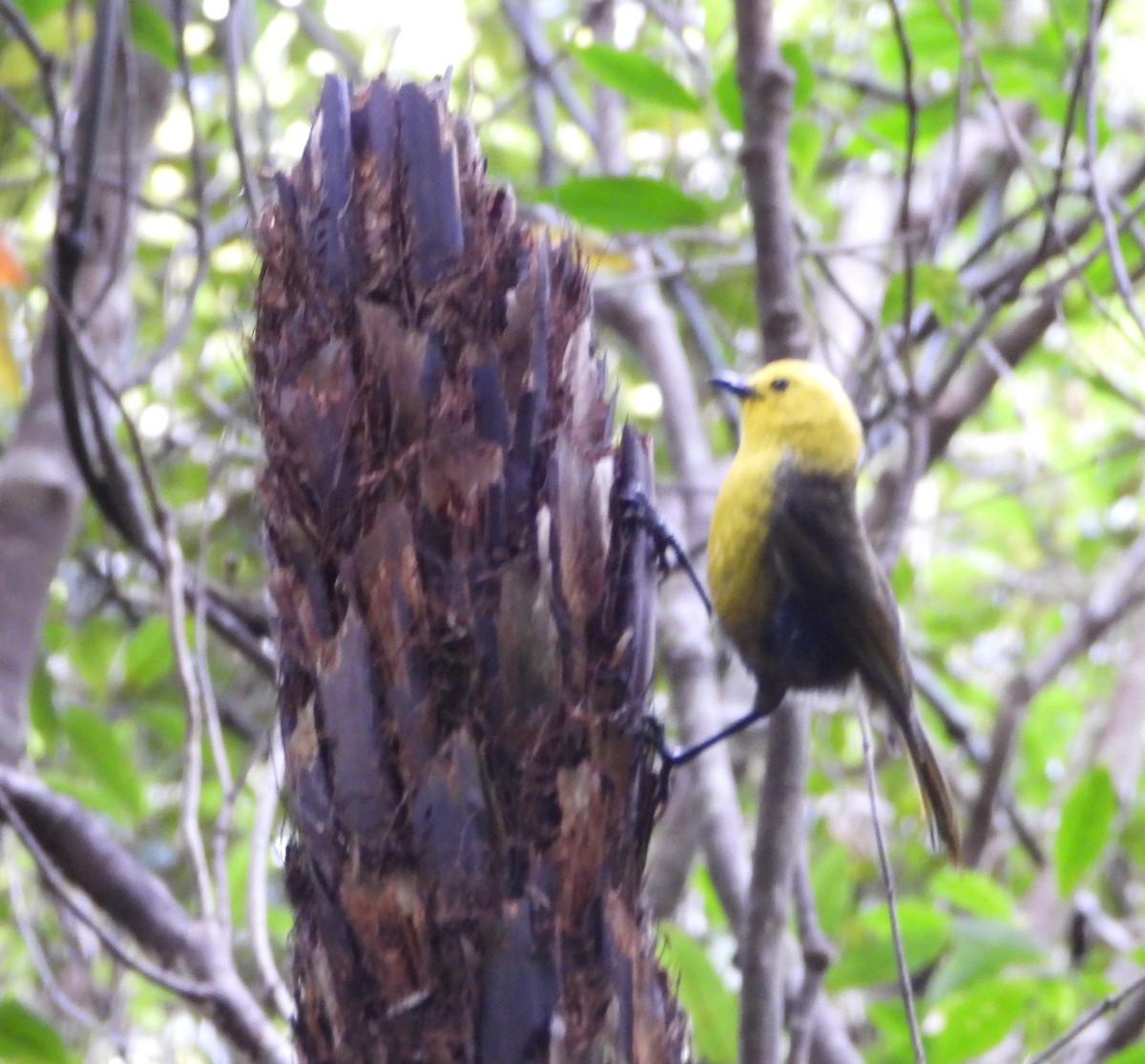 Mohoua Cabecigualda - ML646503447