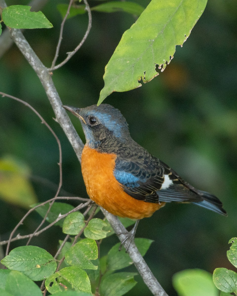 Blue-capped Rock-Thrush - ML646503448