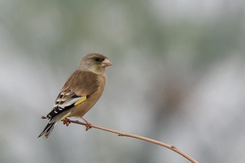 Oriental Greenfinch - ML646503449