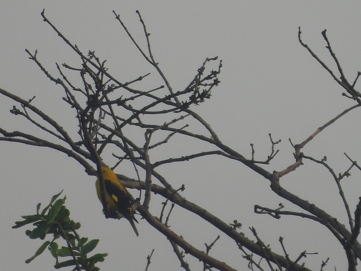 זהבן הודי - ML646503450