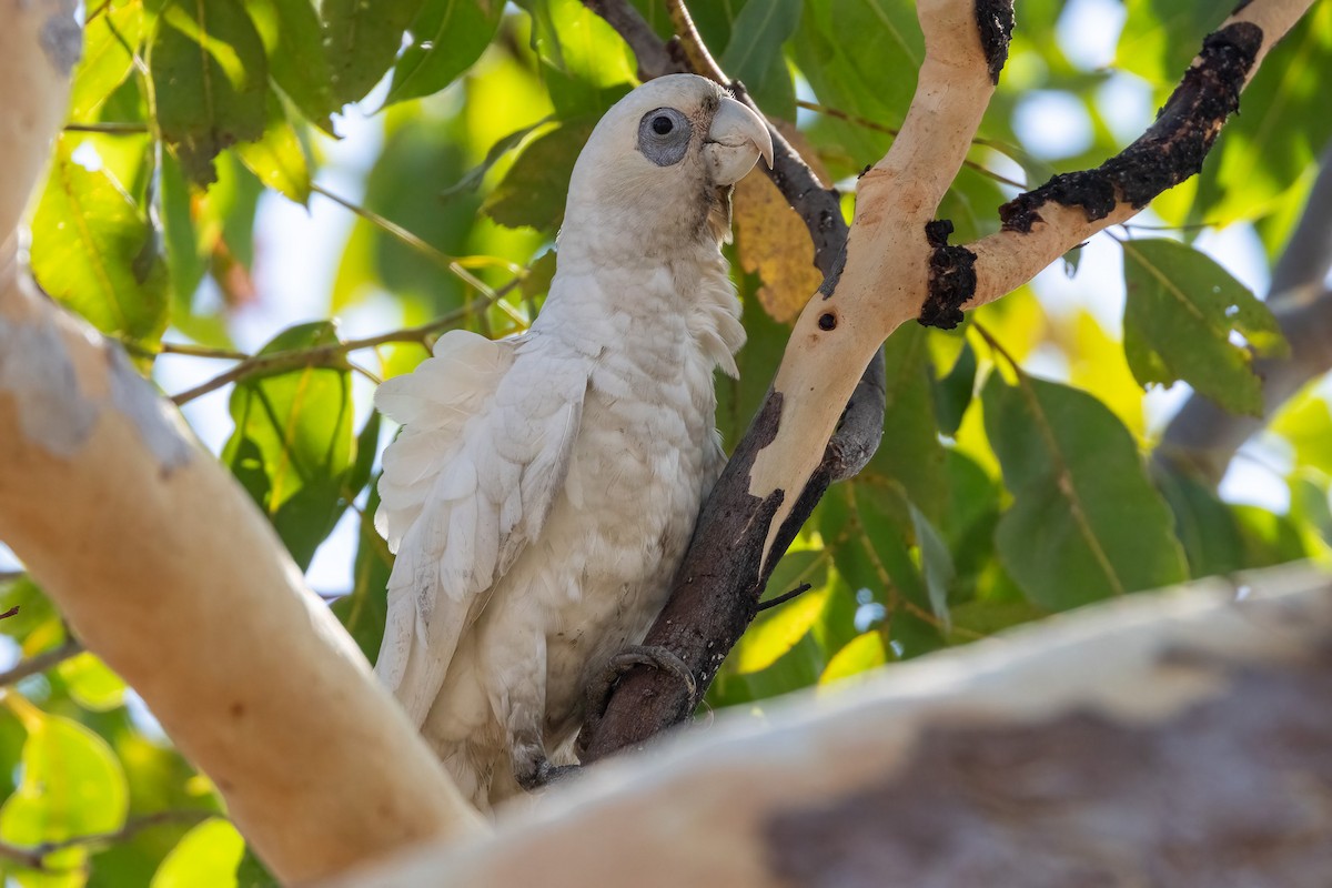 Nacktaugenkakadu - ML646503451
