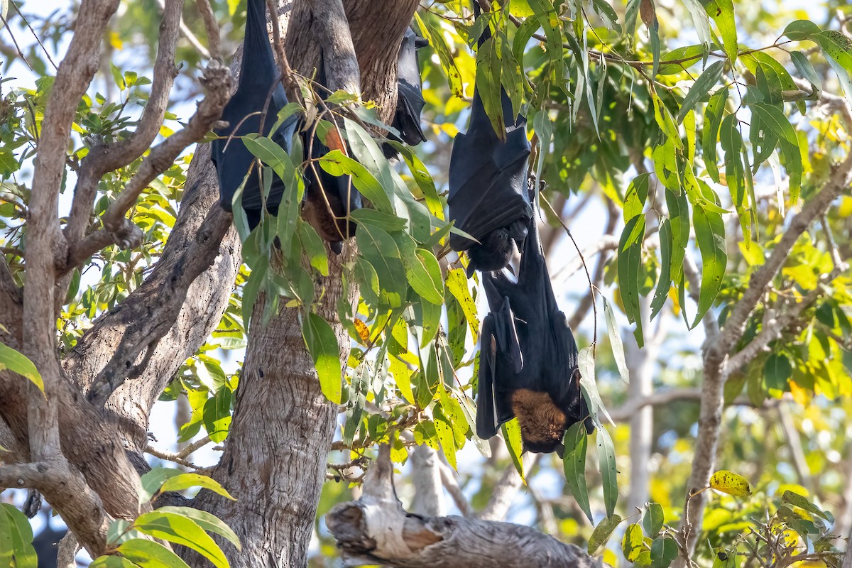 Flugfüchse - ML646503452