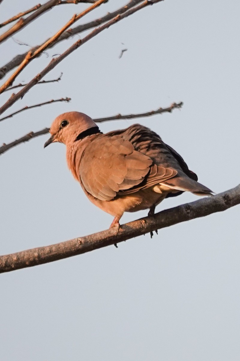 Röteltaube - ML646503453