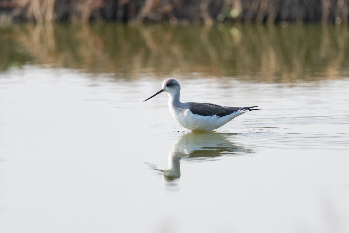 Stelzenläufer - ML646503454