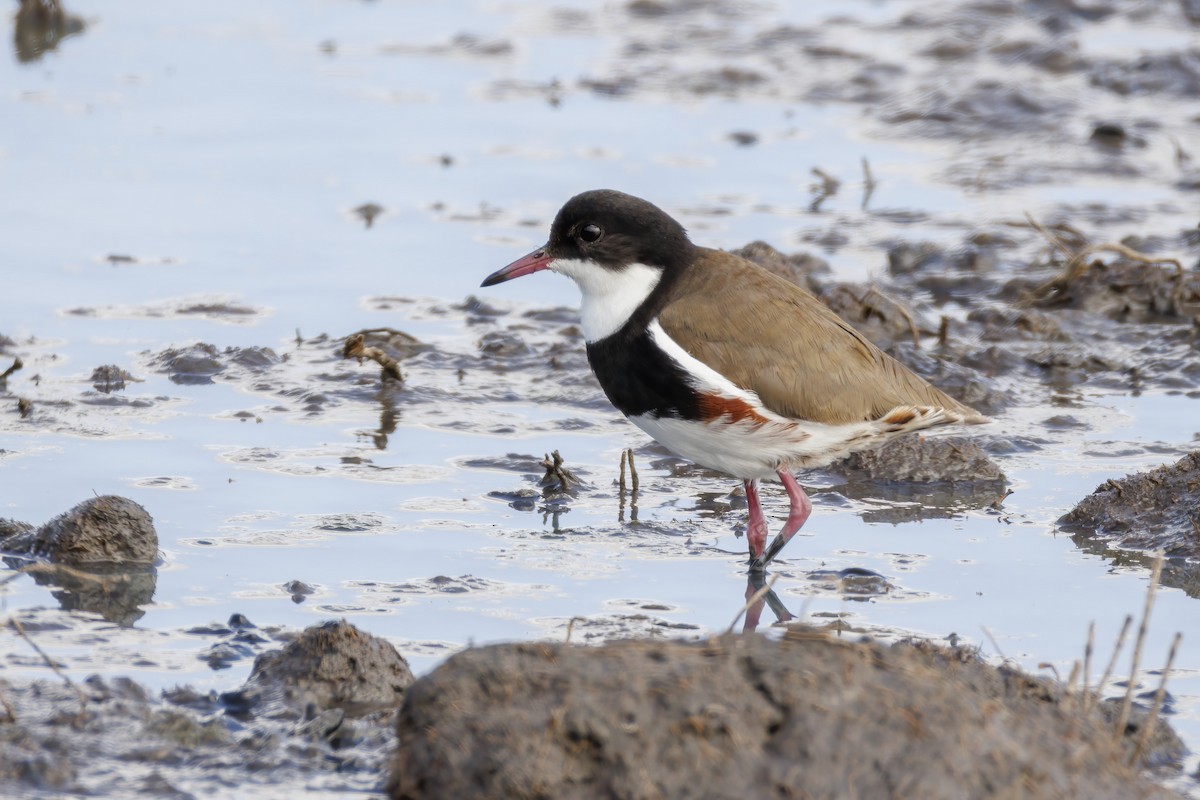 Schwarzbrust-Regenpfeifer - ML646503455