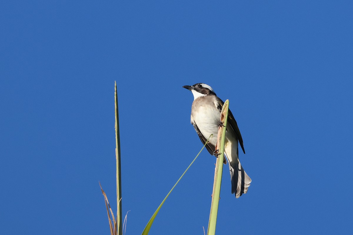 Chinabülbül - ML646503456