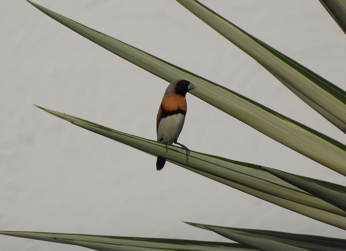 Braunbrustnonne - ML646503458