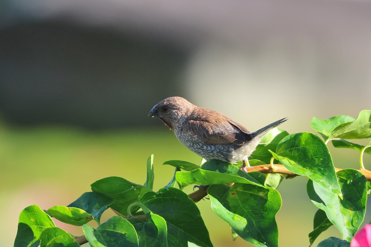 Muskatbronzemännchen - ML646503459