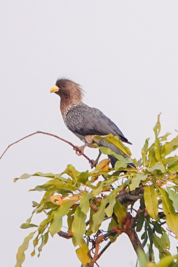 Schwarzschwanz-Lärmvogel - ML646503460