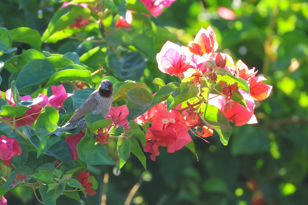 Capuchino Punteado - ML646503461
