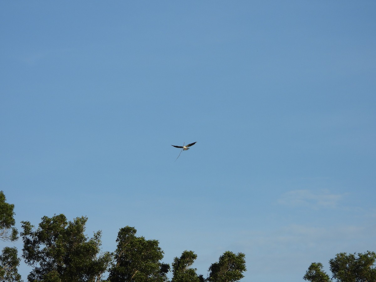 Gleitaar - ML646503463