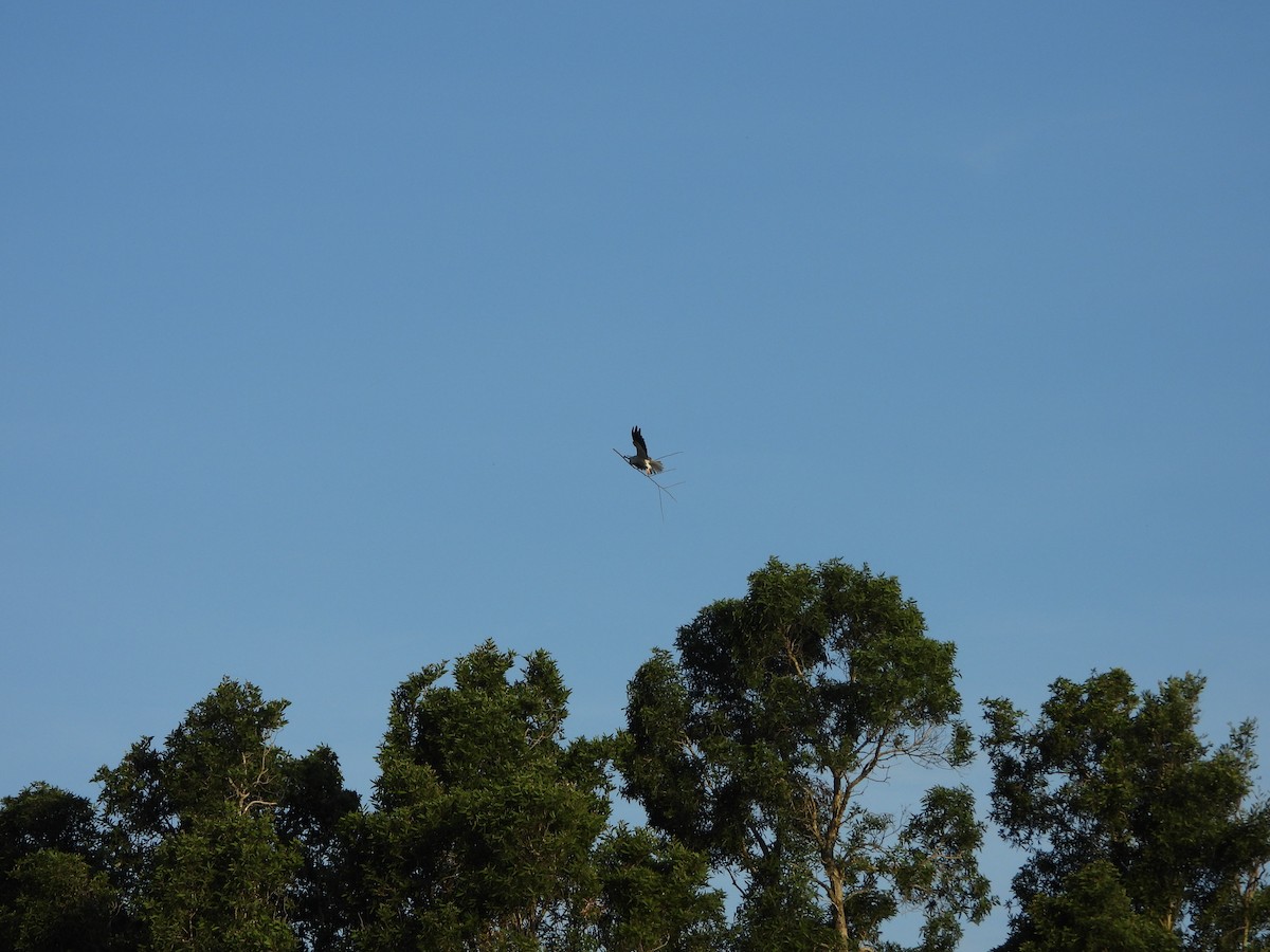 Gleitaar - ML646503464