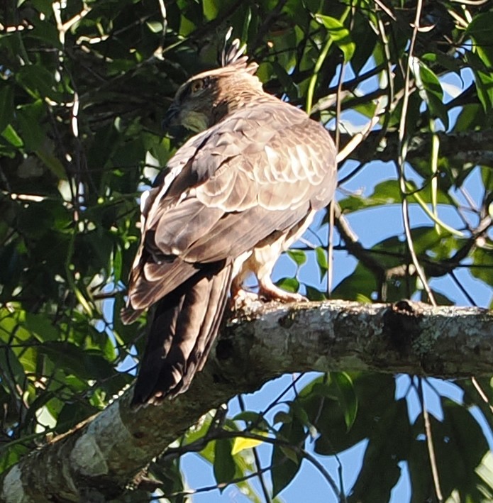 Orientweih - ML646503466