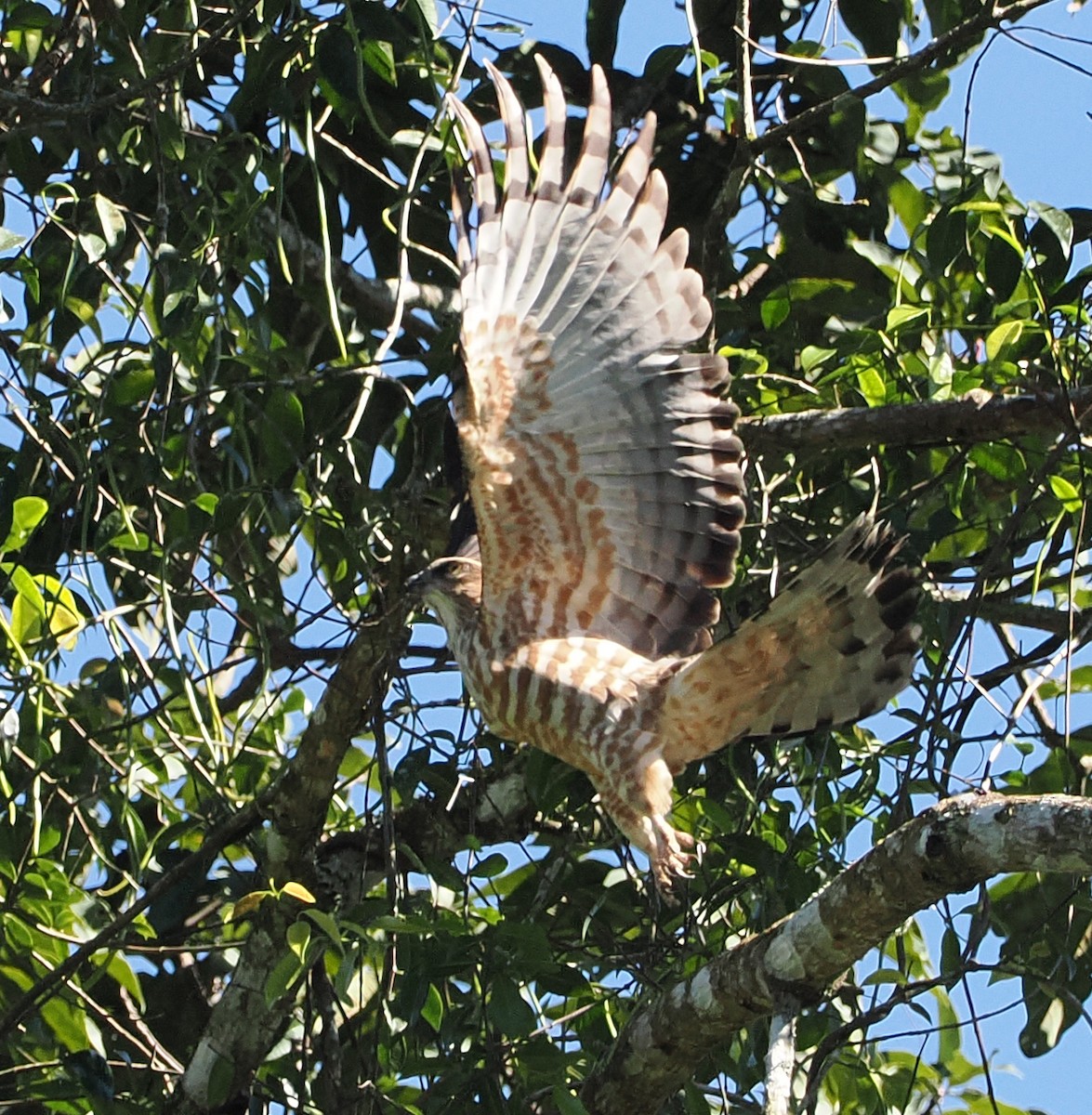 Orientweih - ML646503467