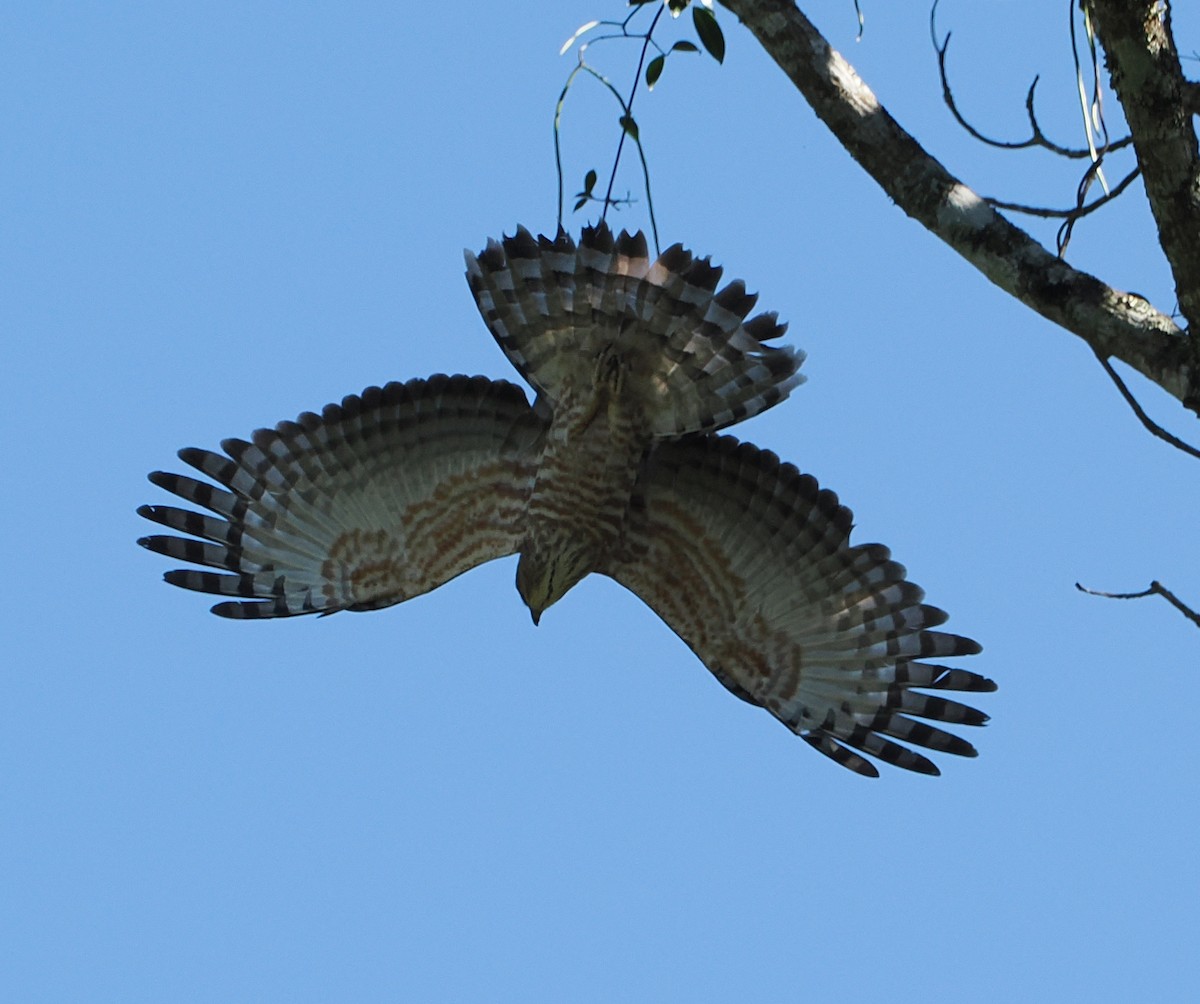 Orientweih - ML646503468