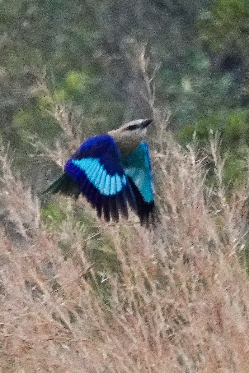 Opalracke - ML646503469