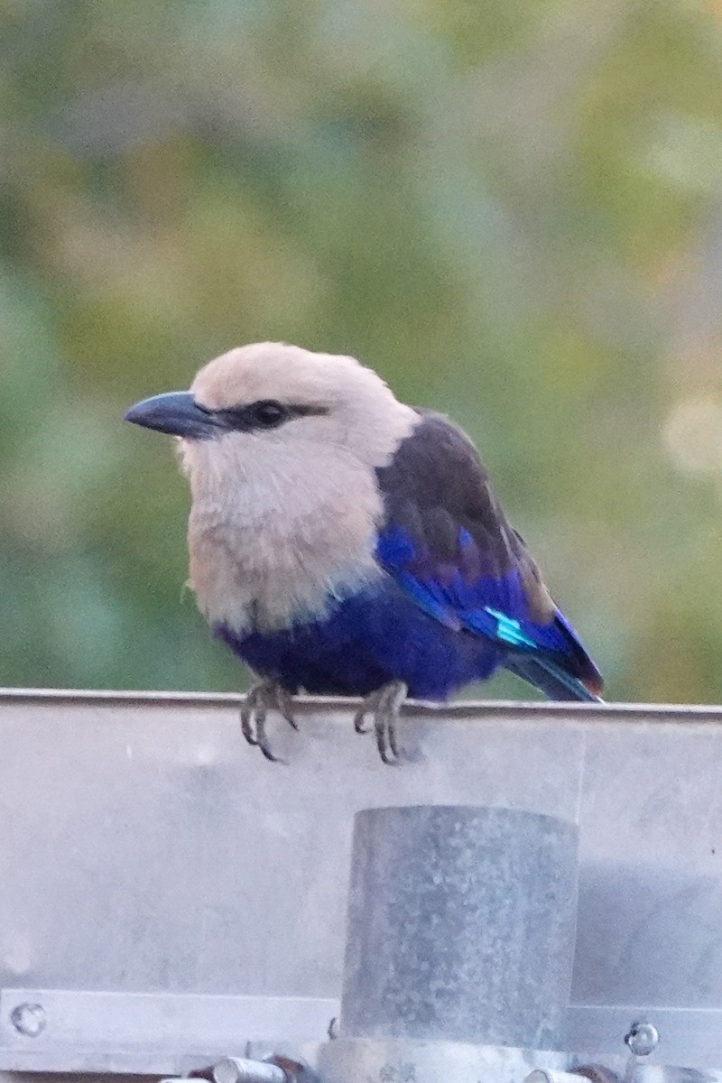 Opalracke - ML646503470