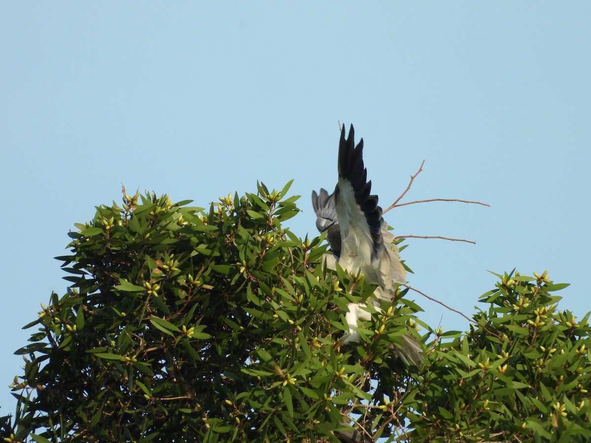 Gleitaar - ML646503471