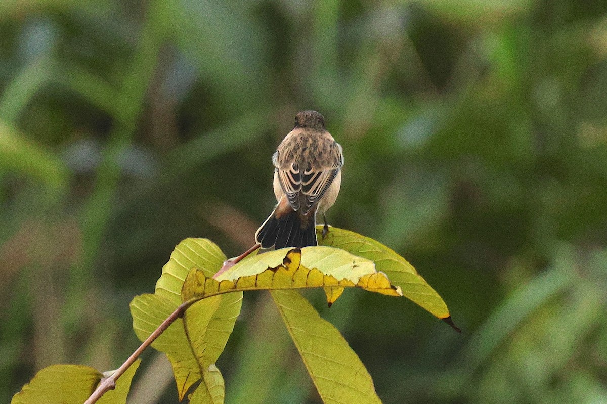 Stejnegerschwarzkehlchen - ML646503472