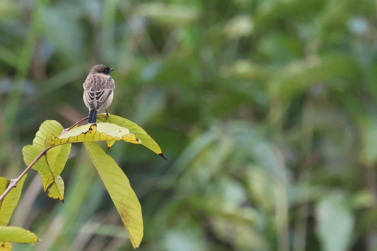 Stejnegerschwarzkehlchen - ML646503473
