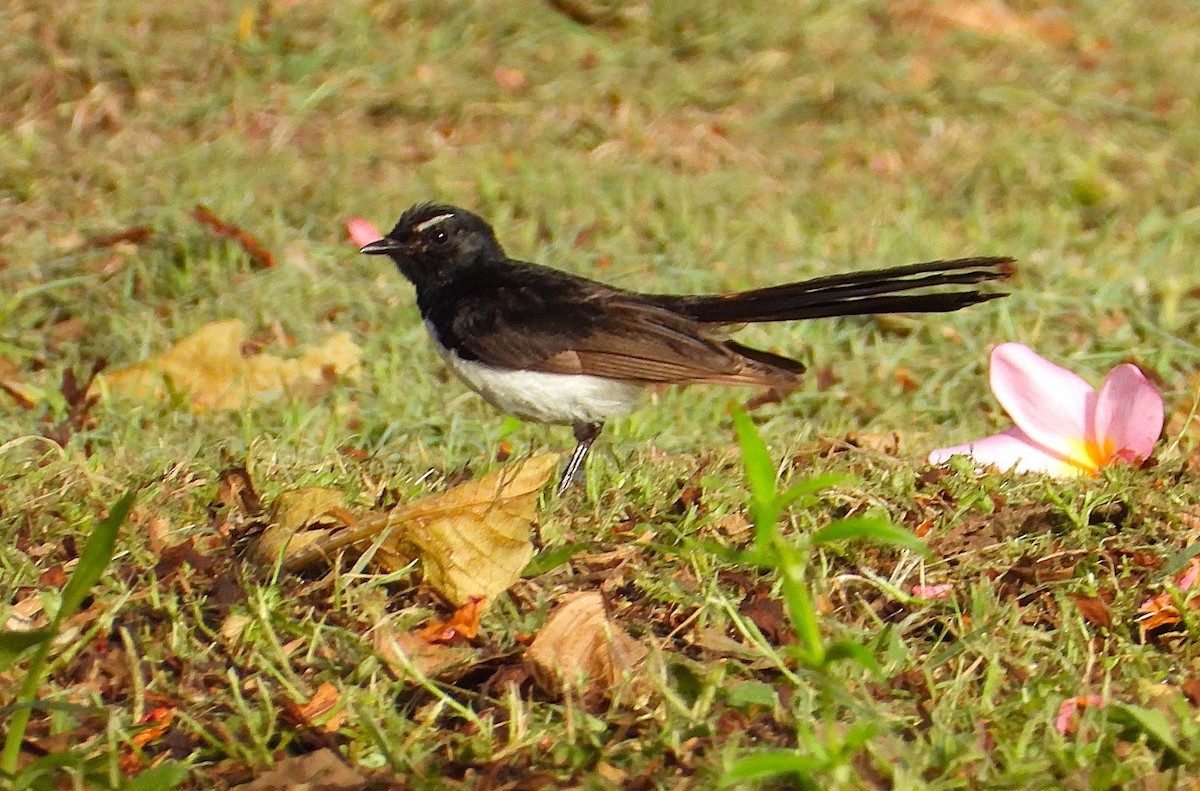 Gartenfächerschwanz - ML646503474