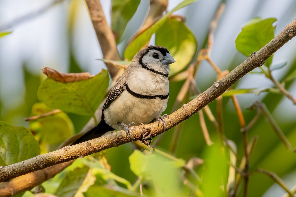 Ringelamadine - ML646503475