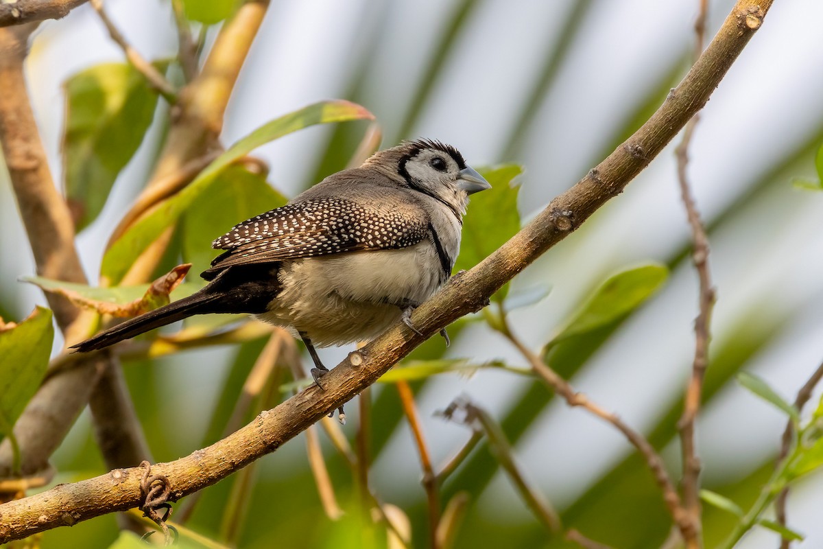 Ringelamadine - ML646503476