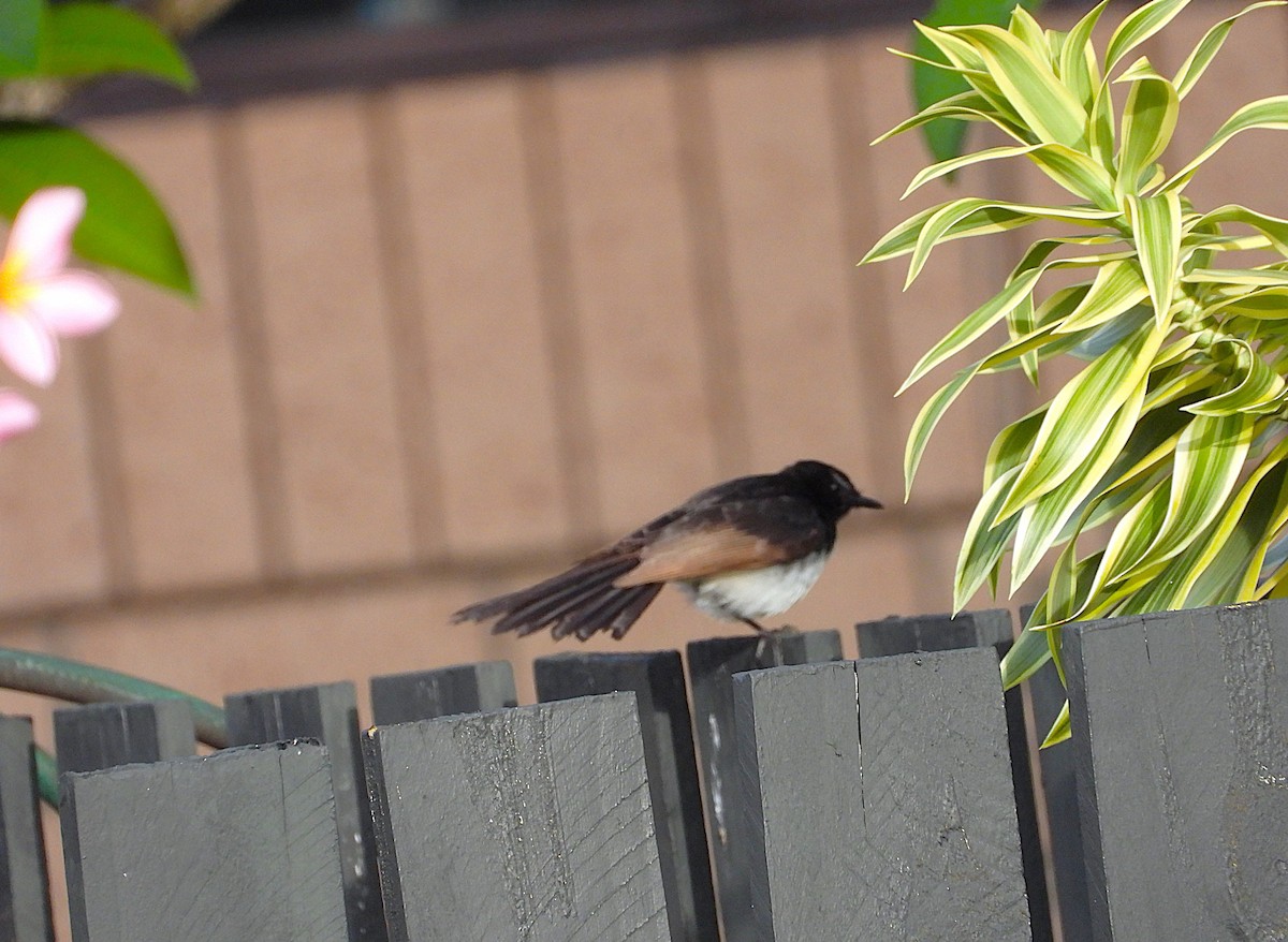 Gartenfächerschwanz - ML646503477