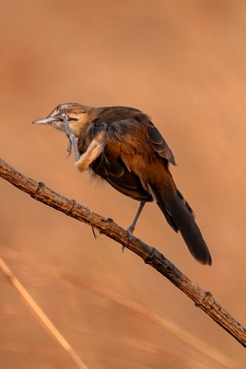 Yerbera Bigotuda - ML646503478