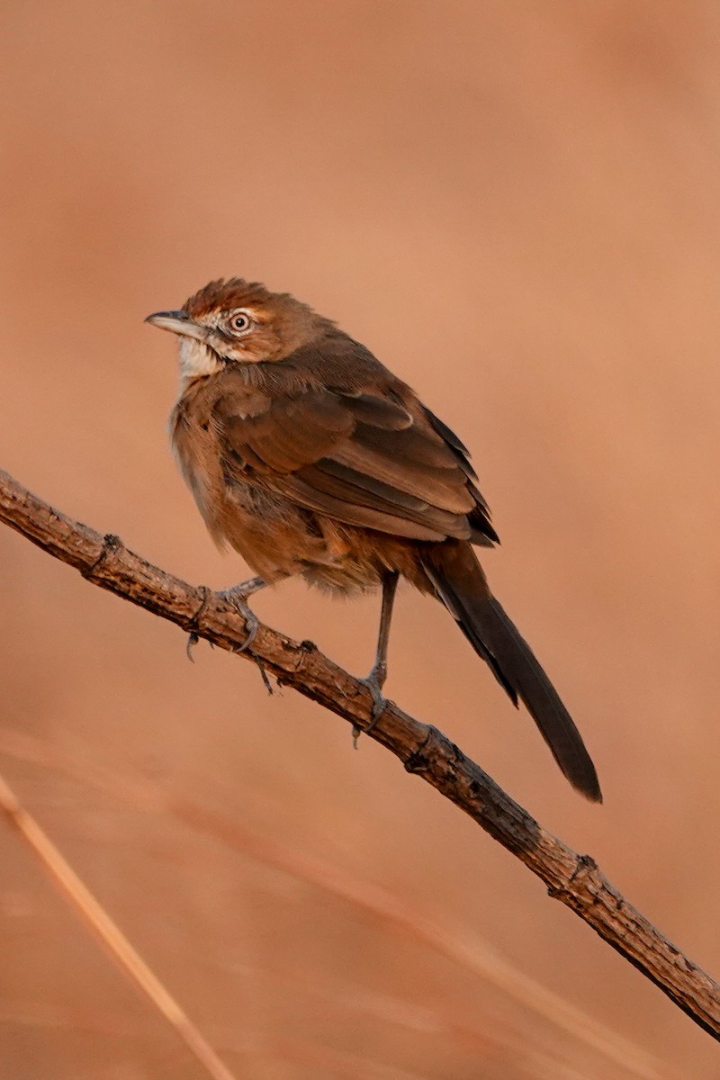 Yerbera Bigotuda - ML646503479