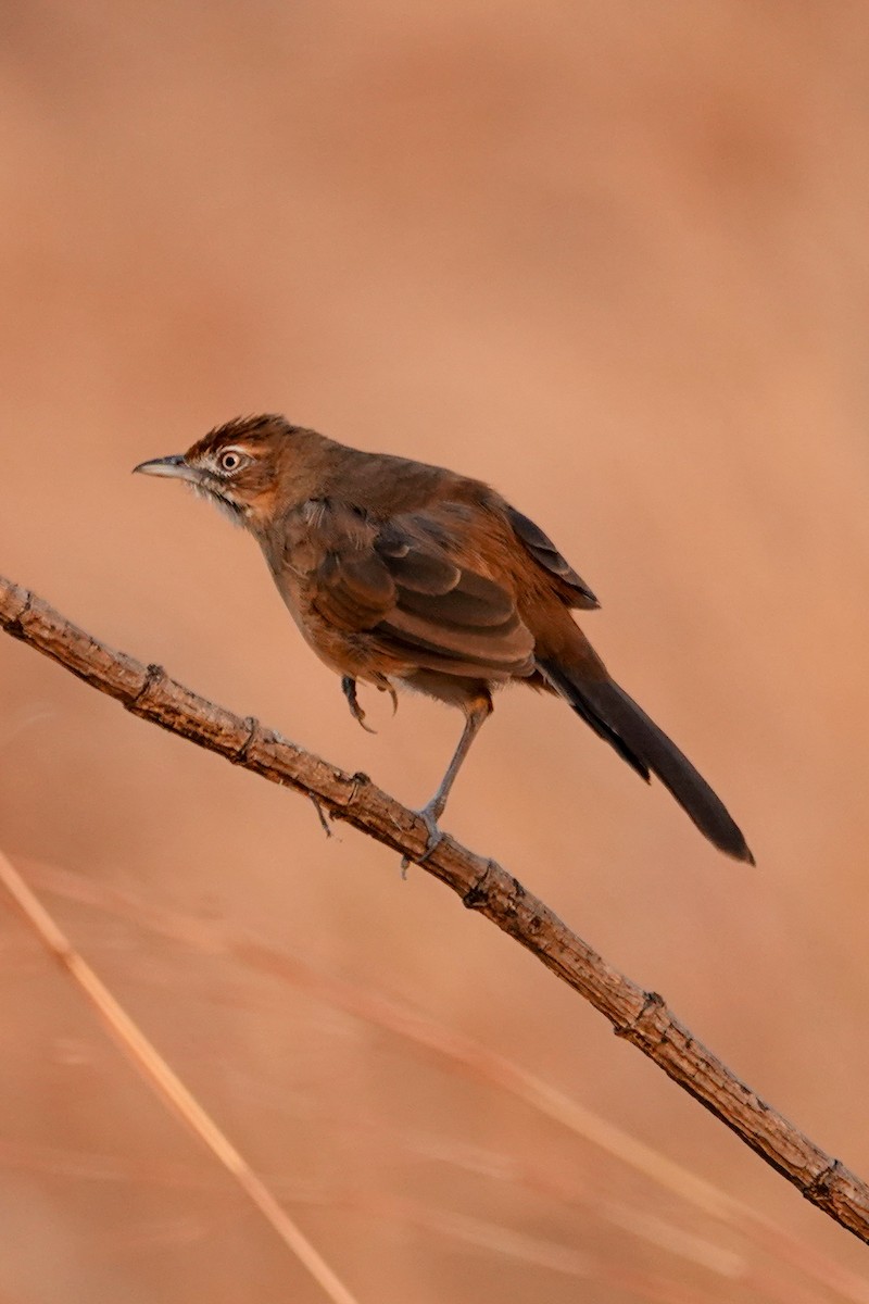 Yerbera Bigotuda - ML646503480
