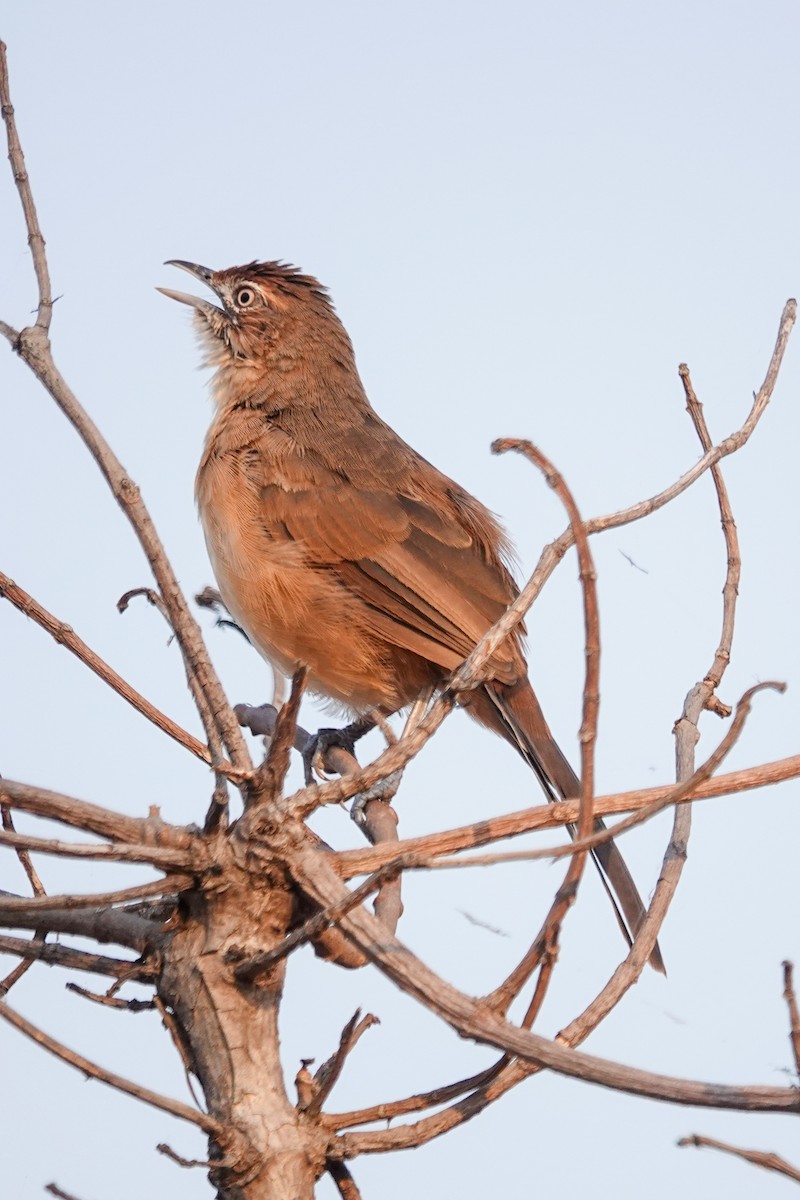 Yerbera Bigotuda - ML646503481