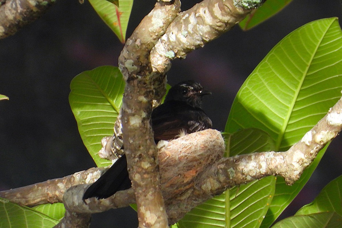 Abanico Lavandera - ML646503482