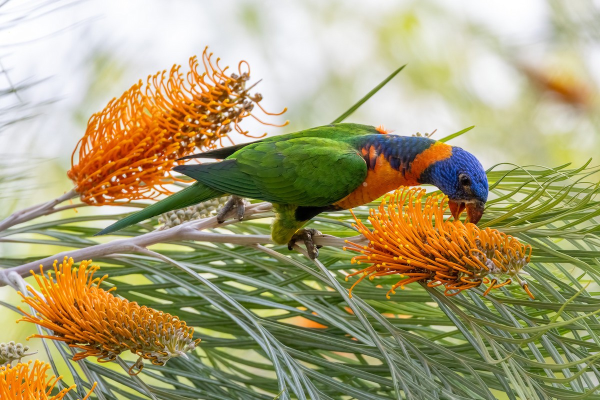 Rotnackenlori - ML646503483