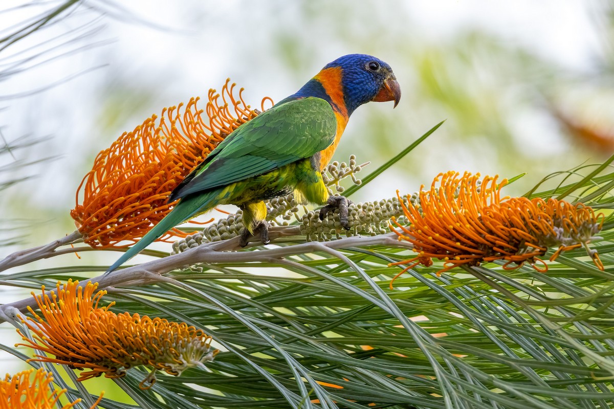 Rotnackenlori - ML646503484