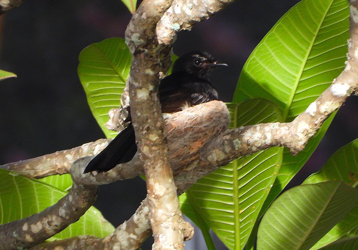 Gartenfächerschwanz - ML646503485