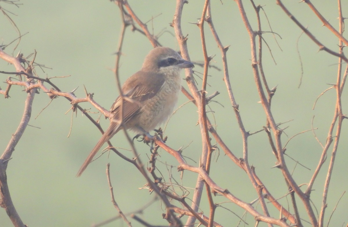 Braunwürger - ML646503486