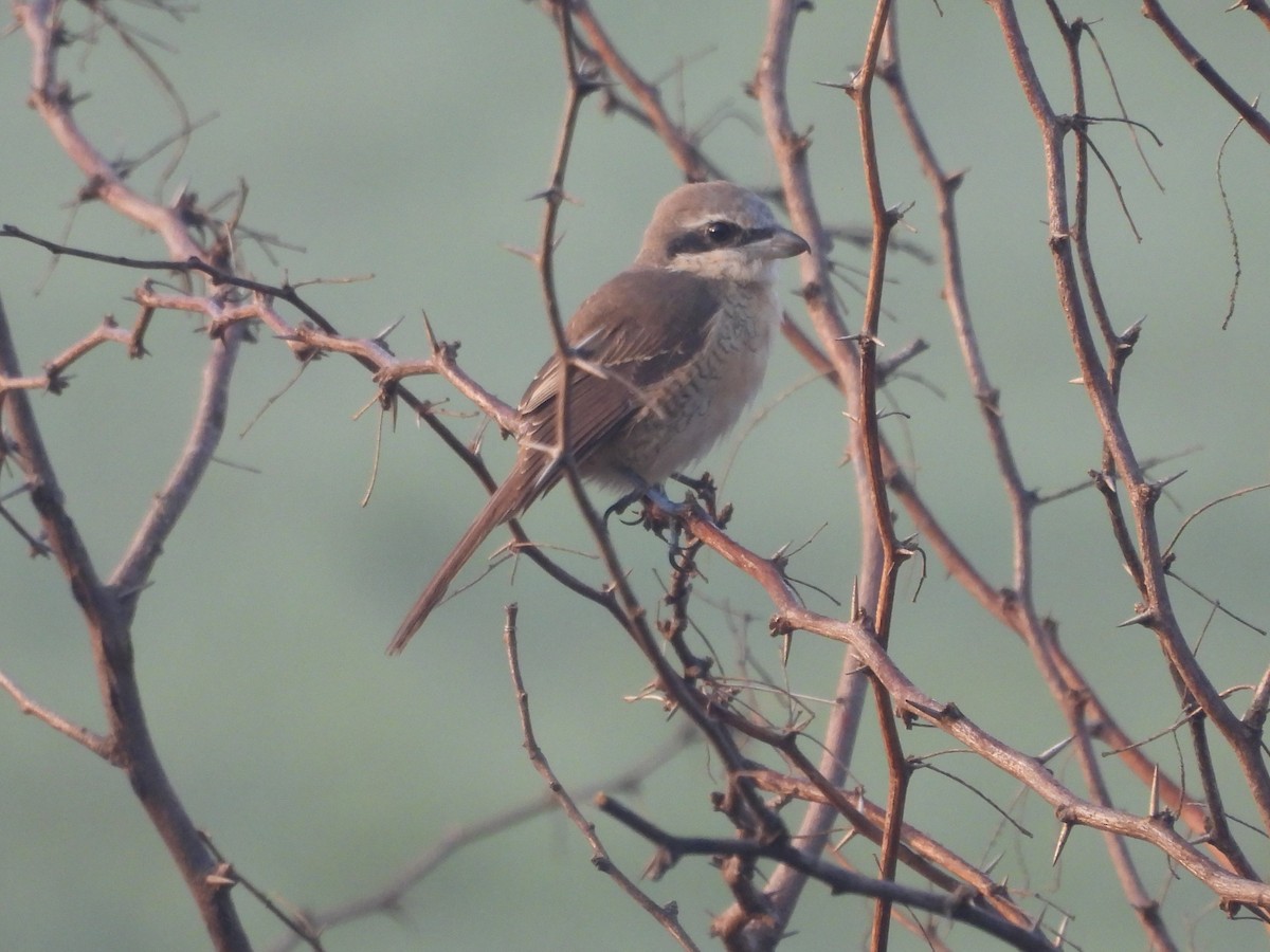 Braunwürger - ML646503487