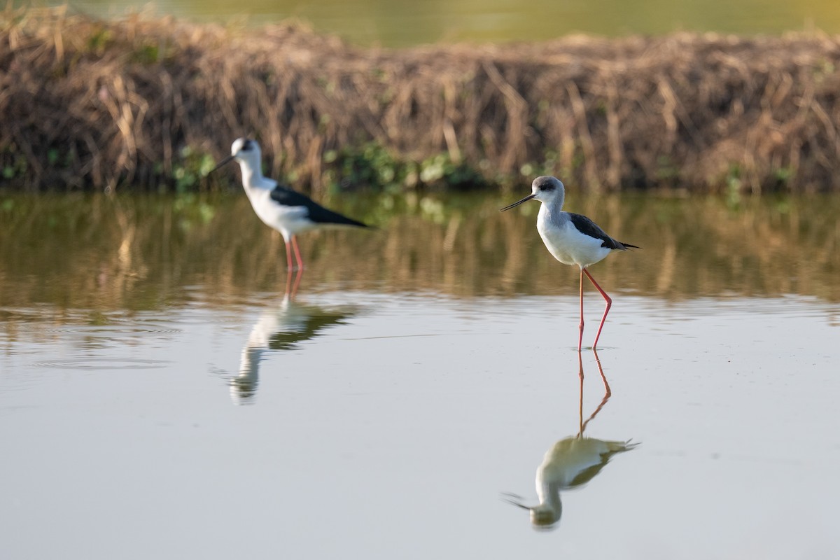 Stelzenläufer - ML646503488