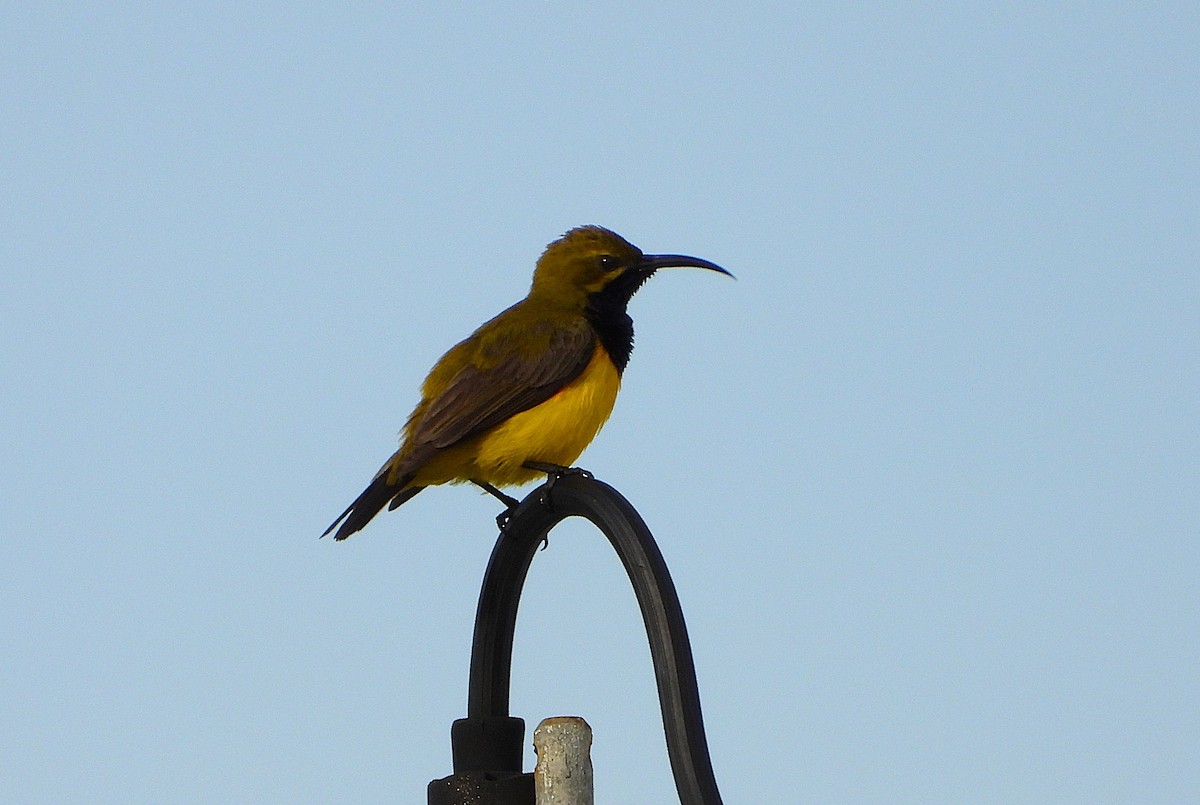 Suimanga de Sahul - ML646503489