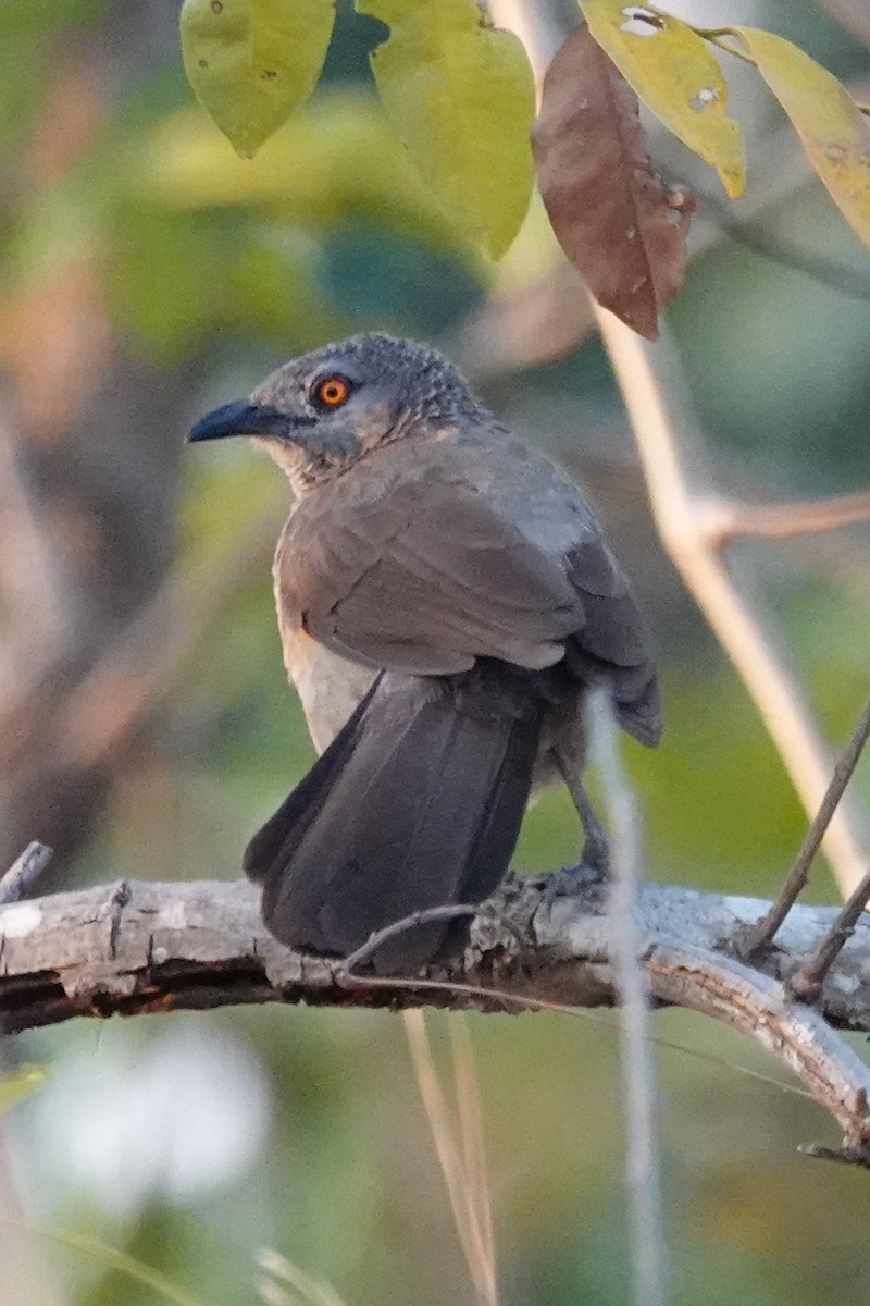 Turdoide Pardo - ML646503490