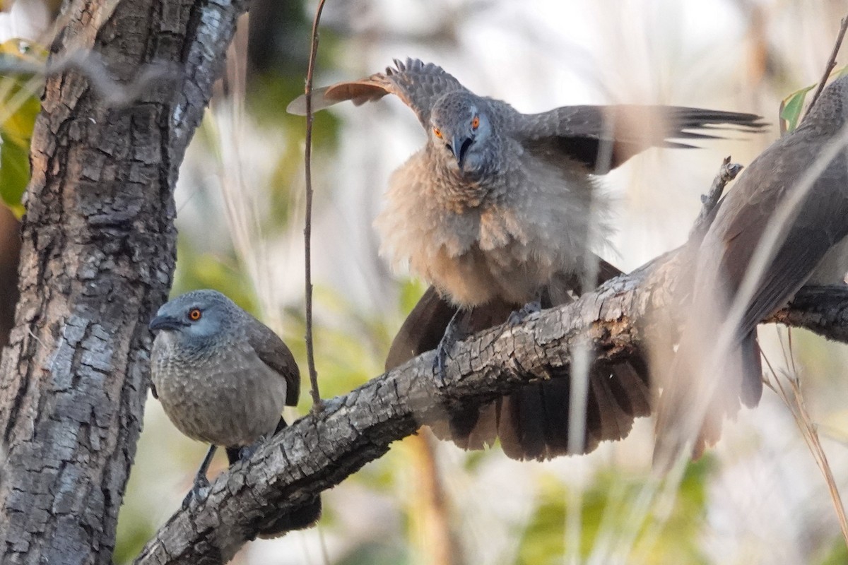 Turdoide Pardo - ML646503491