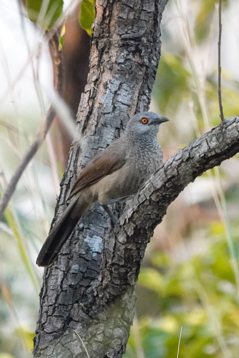 Turdoide Pardo - ML646503492