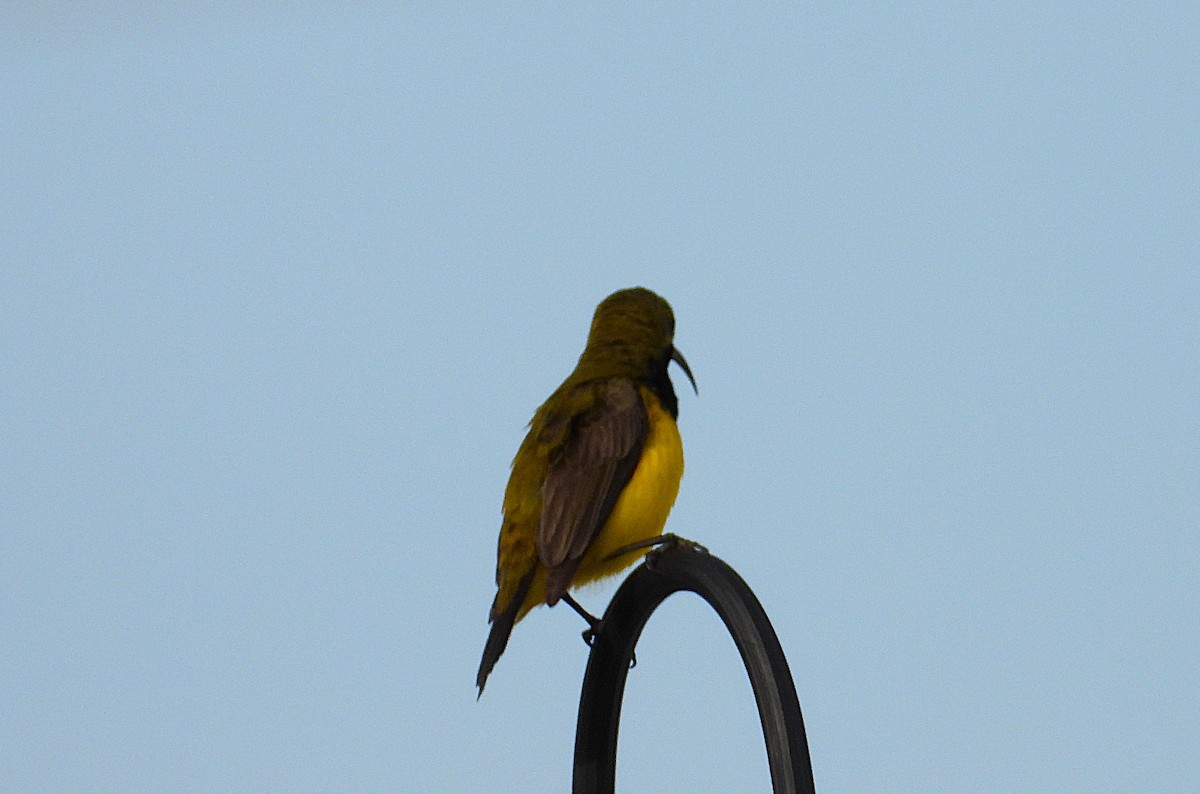 Suimanga de Sahul - ML646503493