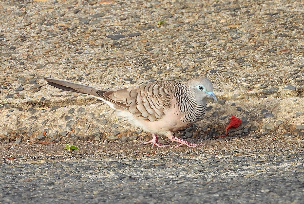 Tortolita Plácida - ML646503495
