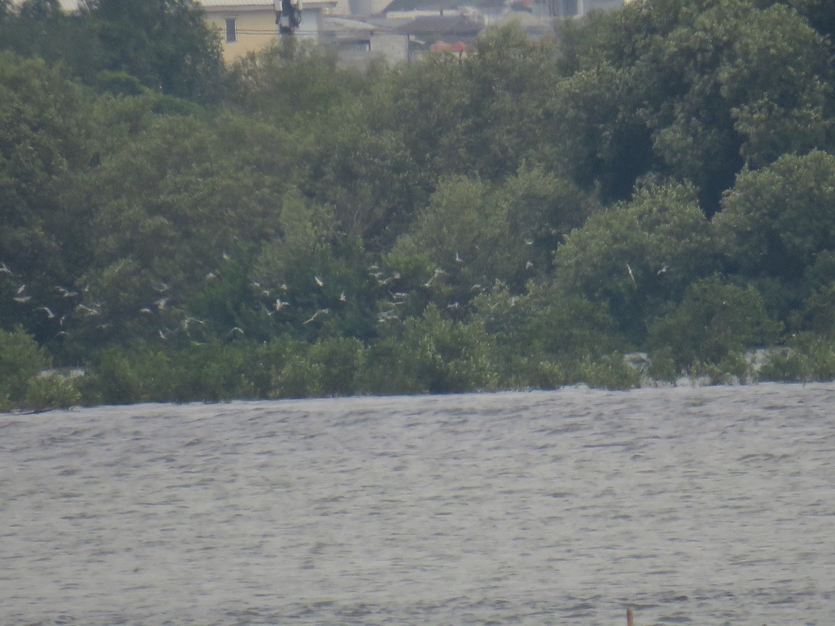 Fumarel Cariblanco - ML646503496