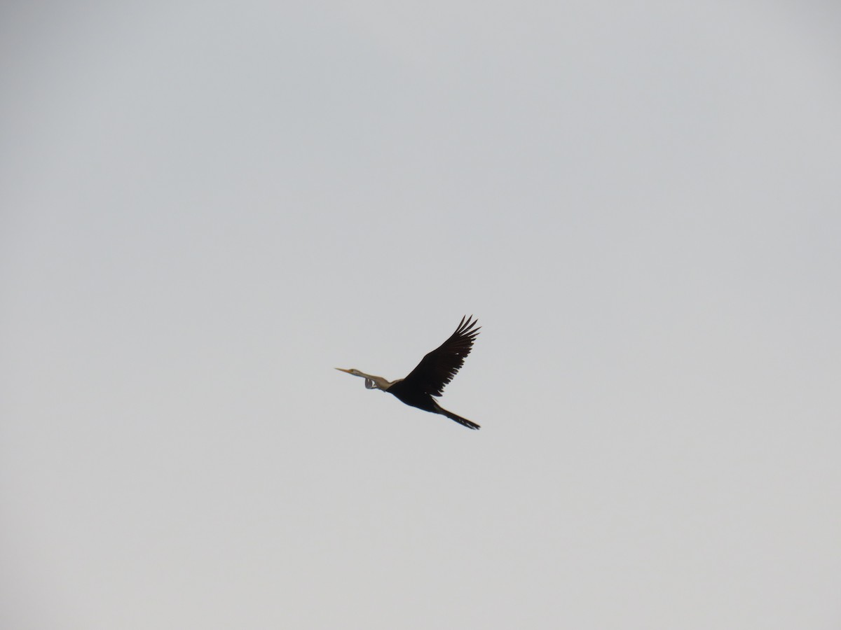 Anhinga Asiática - ML646503497