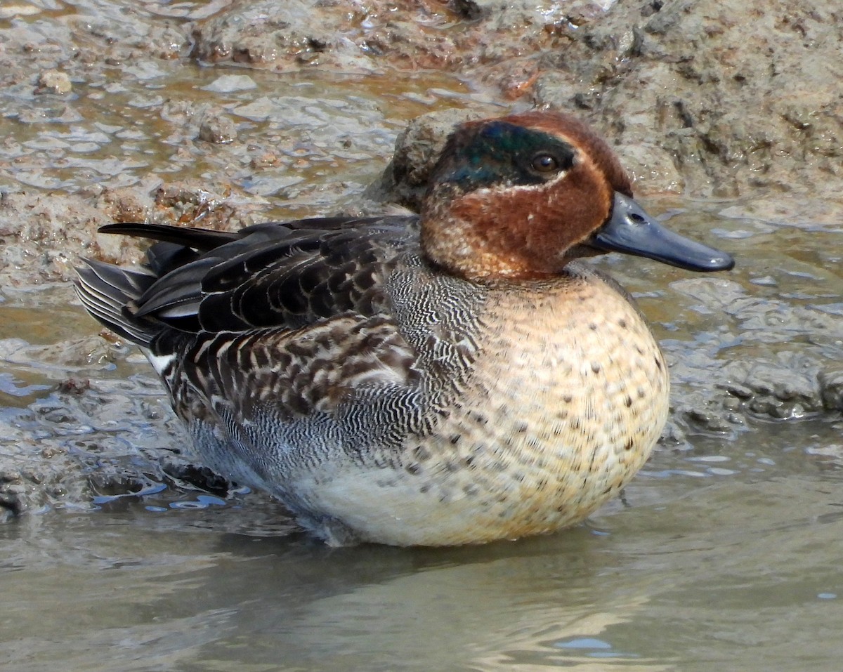 Cerceta Común - ML646503498