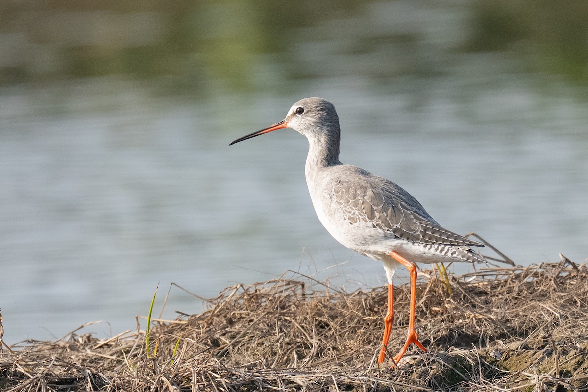 Archibebe Oscuro - ML646503499