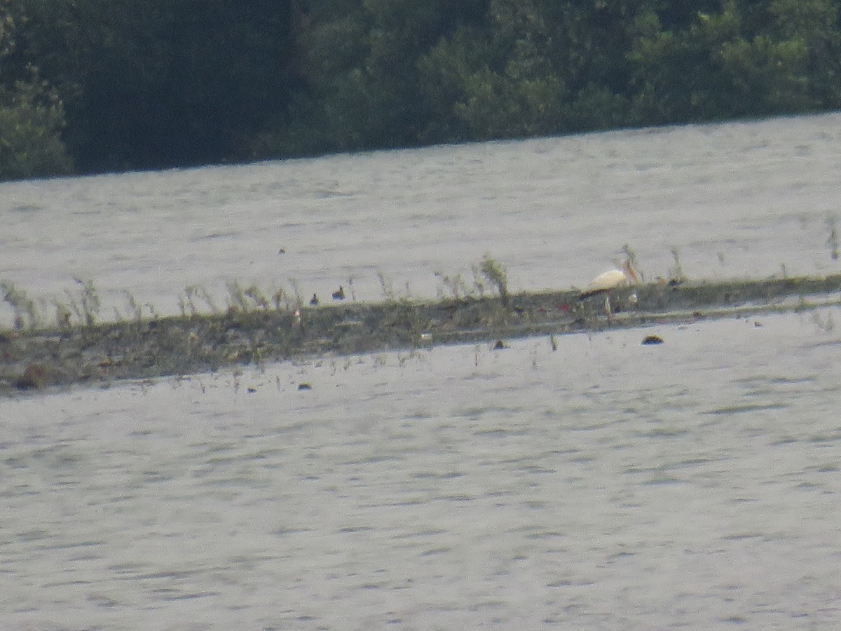 Tántalo Malayo - ML646503500